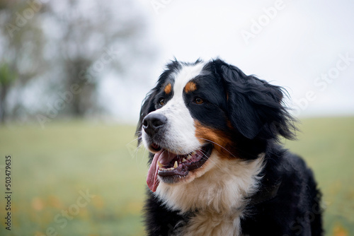 Close-up portrait of bernese mountain dog in autumn
