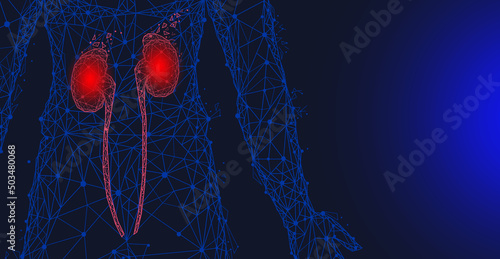 Polygonal human kidneys made of red lines and dots. Medical research of internal organs, innovative approach concept. Organ of human urinary system. Modern depiction of kidney for urine excretion