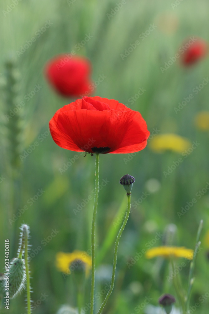 Obraz premium Poppie in spring