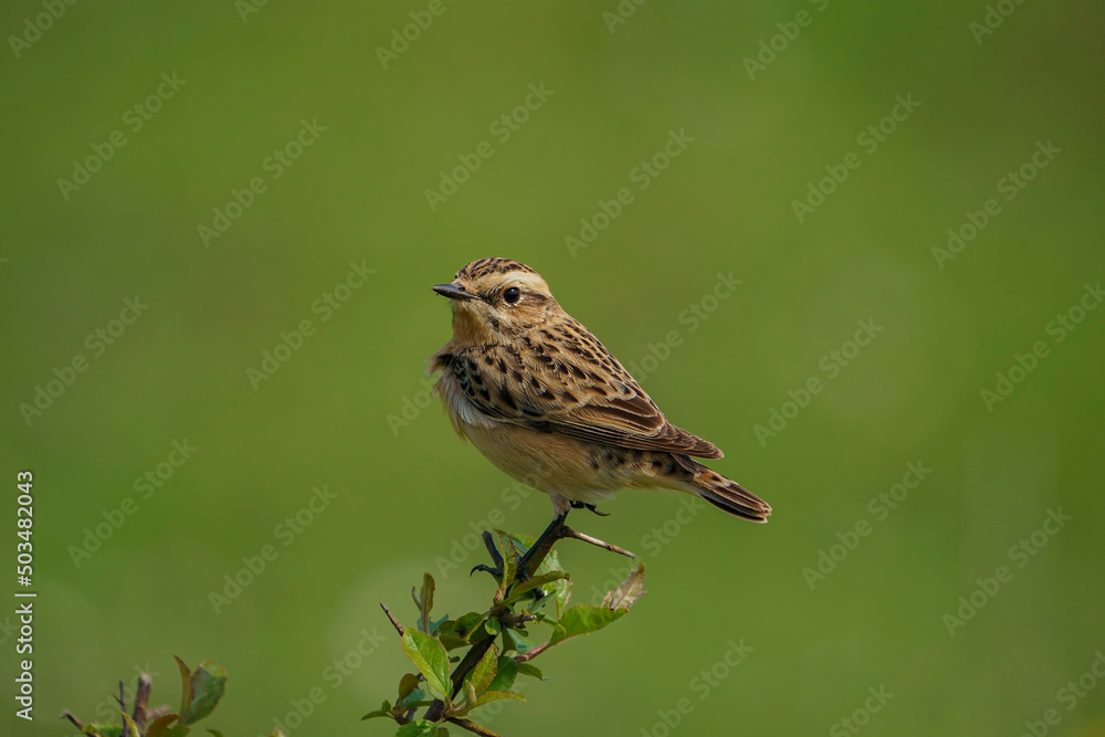 Whinchat (Saxicola rubetra) perched on a tree branch Whinchat (Saxicola rubetra) perched on a tree branch