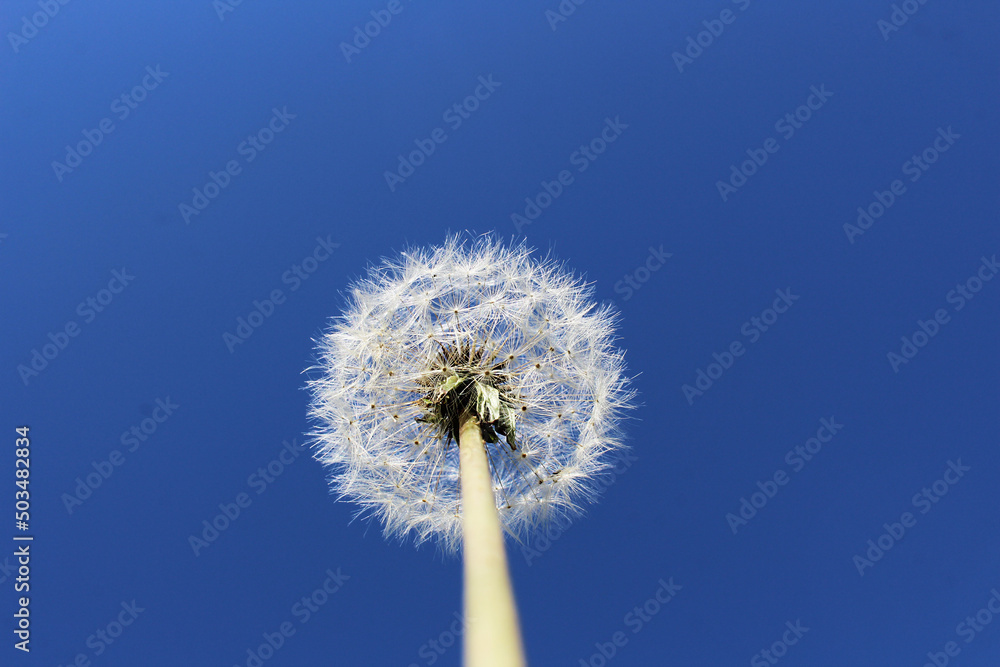 white dandelion there is a place for the inscription white dandelion there is a place for the inscription