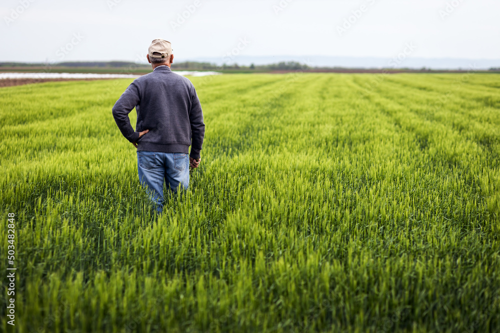 Rear view of senior farmer standing in barley field examining crop. Rear view of senior farmer standing in barley field examining crop.