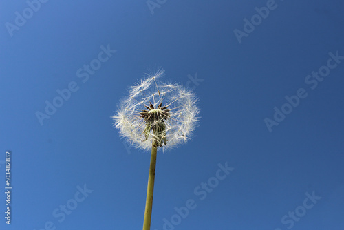 white dandelion there is a place for the inscription