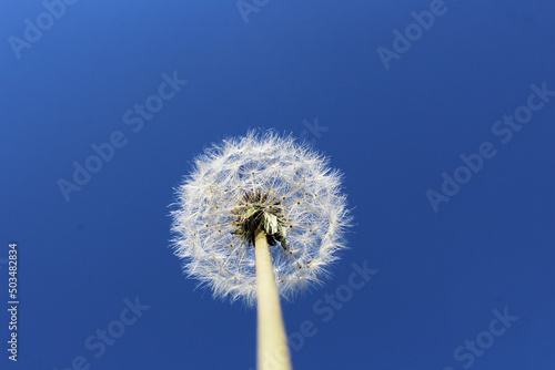 white dandelion there is a place for the inscription