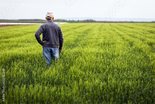 Rear view of senior farmer standing in barley field examining crop. © Zoran Zeremski