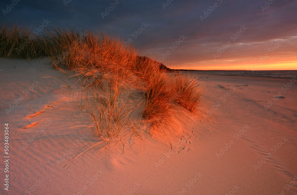 Dunes on the coast of the Baltic Sea in the beautiful light of the setting sun