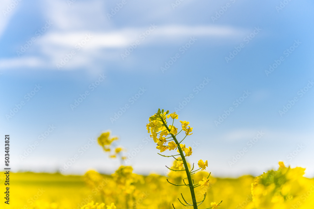 Beautiful, yellow rape plants in big field, in the Danish countryside, soaked in spring sun. Blue sky above, with just a few clouds Beautiful, yellow rape plants in big field, in the Danish countryside, soaked in spring sun. Blue sky above, with just a few clouds