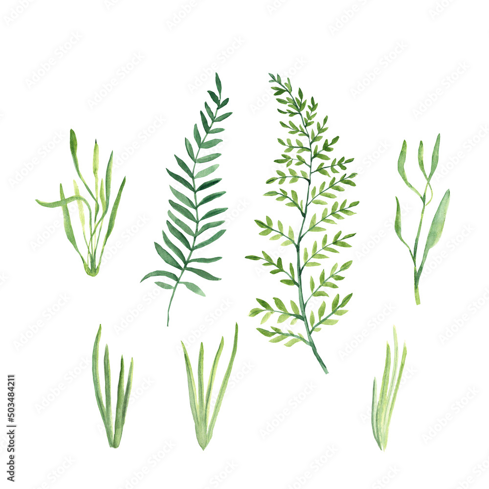 Green twigs and herbs and grass isolated on white background. Watercolor hand painted illustration. Green twigs and herbs and grass isolated on white background. Watercolor hand painted illustration.