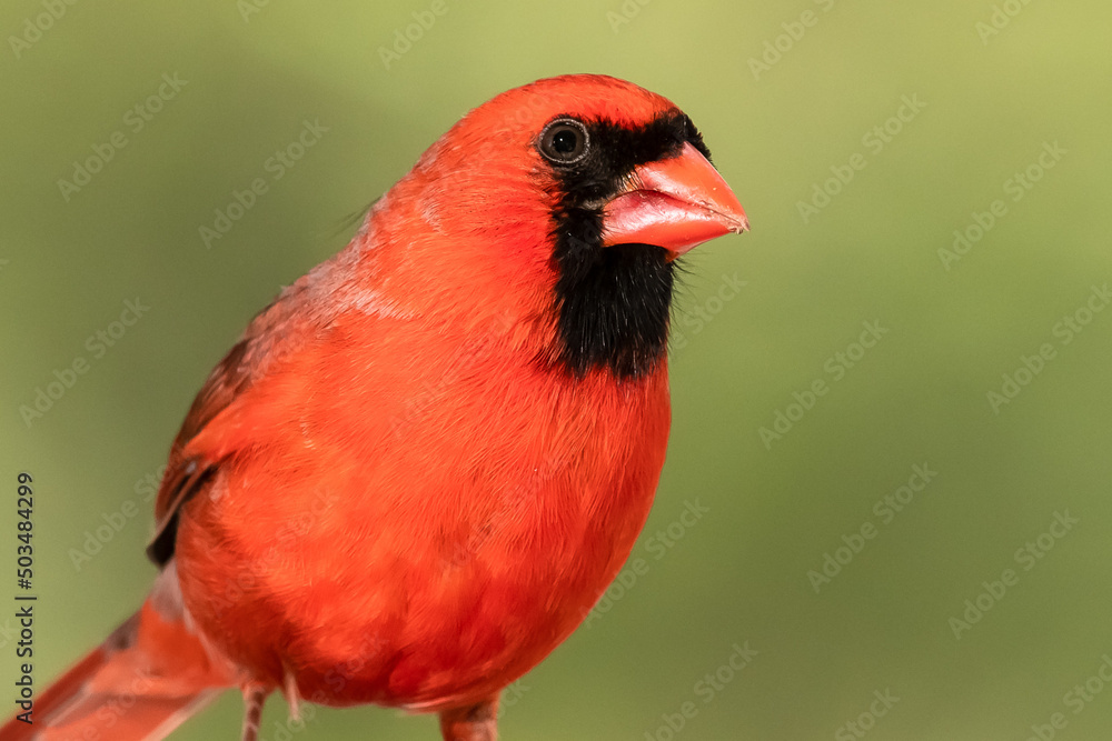 Profile of a Northern Cardinal While Perched on a Branch of a Tree Profile of a Northern Cardinal While Perched on a Branch of a Tree