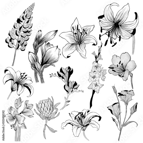 Fototapeta Naklejka Na Ścianę i Meble -  big set of flowers sketches. Hand-drawn. design greeting card and invitation of the wedding, birthday, Valentine's Day, mother's day and other holiday