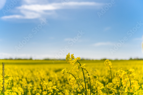 Obraz na płótnie Beautiful, yellow rape plants in big field, in the Danish countryside, soaked in spring sun