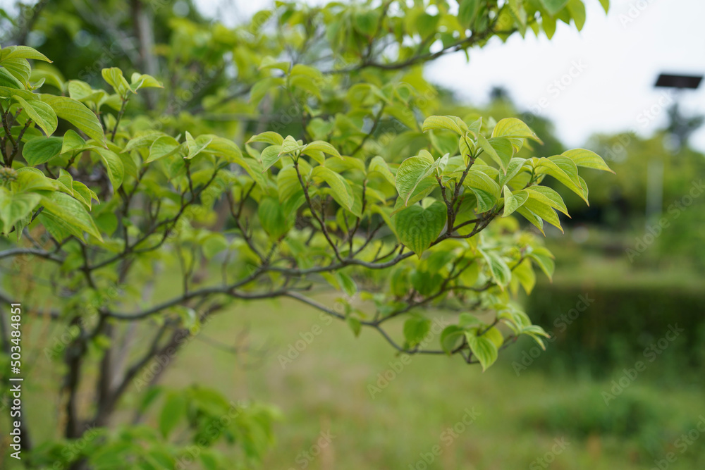 Obraz premium leaves on a tree
