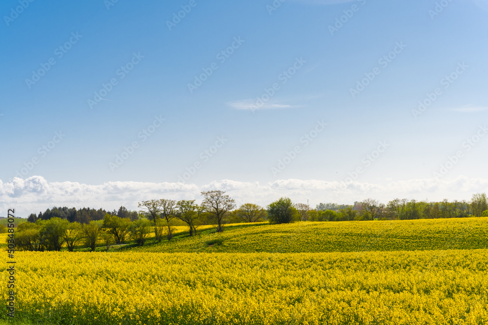 Fototapeta premium Beautiful, yellow rape plants in big field, in the Danish countryside, soaked in spring sun. Blue sky above, with just a few clouds