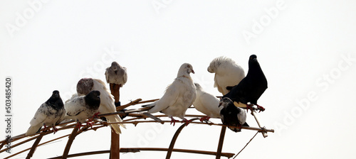 Foto White pigeon with black spot sitting on wooden stand