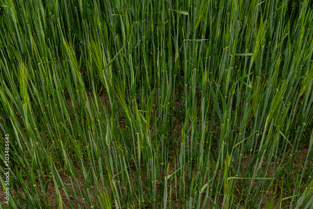 green new crops on meadow green new crops on meadow