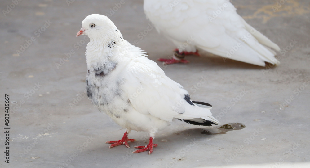 Obraz premium tow white pigeon with black spot on feather