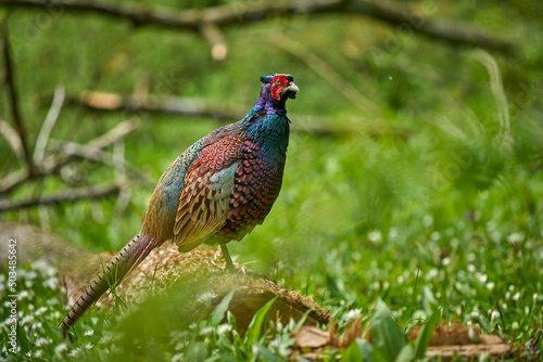 colorful male pheasant, Phasianus colchicus,  in its natural habitat in a forest at lake of constance