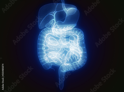 Human body, digestive system, anatomy. Intestine. Enlargement on the abdominal sector. Abdominal pain. 3d rendering photo