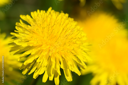Dandelion  a yellow flower in the sunshine. 