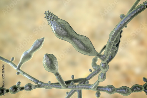 Microscopic fungi Microsporum audouinii, 3D illustration photo