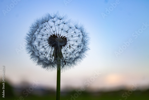 Wallpaper Mural dandelion against blue sky Torontodigital.ca