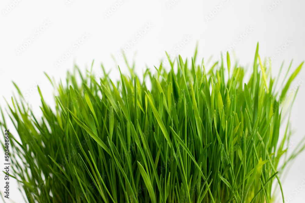 Fototapeta premium Fresh green grass on white background.