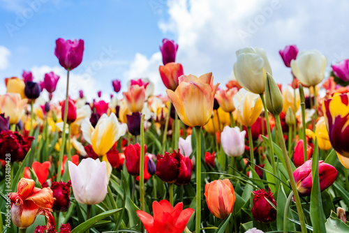 Colorful blooming tulip field at blue sky background in famous Keukenhof public garden - popular tourist destination at spring season in Netherlands