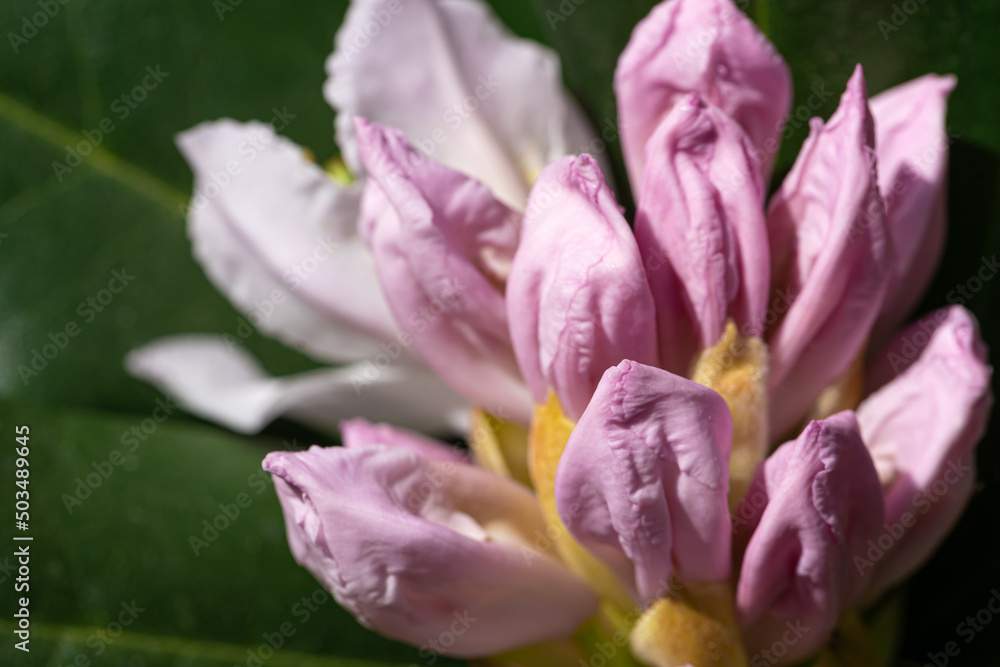 Bush flowers close-up on a blurred background. Bush flowers close-up on a blurred background.