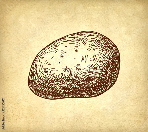 Ink sketch of potato.