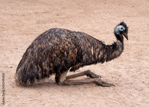 An Emu sitting in a resting position. emu close up portrait. Australian Emu. Close up of ostrich with shallow depth of field (DOF)