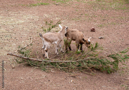 Lovely baby goat.  cute baby goats. Little goats.