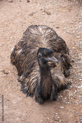 An Emu sitting in a resting position. emu close up portrait. Australian Emu. Close up of ostrich with shallow depth of field (DOF)
