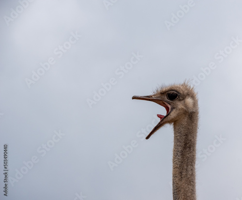 Head of a funny curious ostrich against the background of a sky. The head of an African ostrich against the sky. Beautiful ostriches.