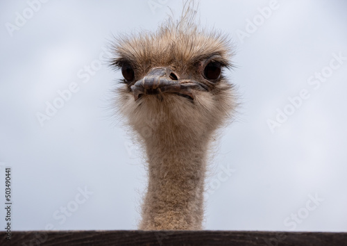 Head of a funny curious ostrich against the background of a sky. The head of an African ostrich against the sky. Beautiful ostriches.