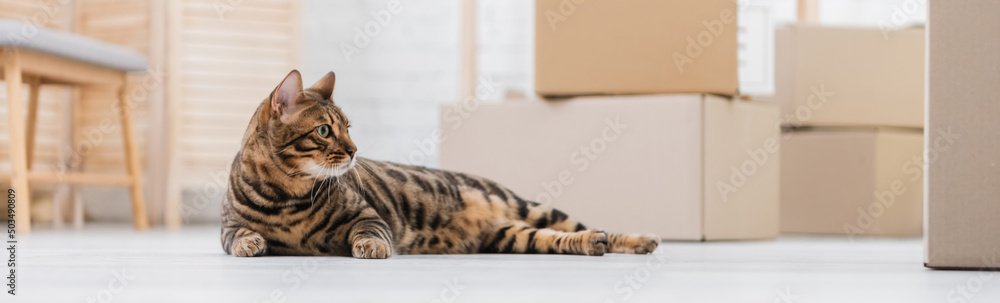Surface level of bengal cat lying near cardboard boxes on floor, banner.