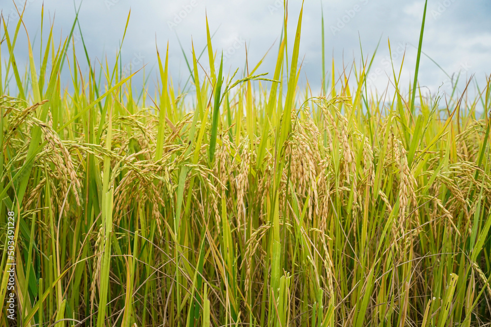 Golden rice field in the morning light, at Thailand. Golden rice field in the morning light, at Thailand.