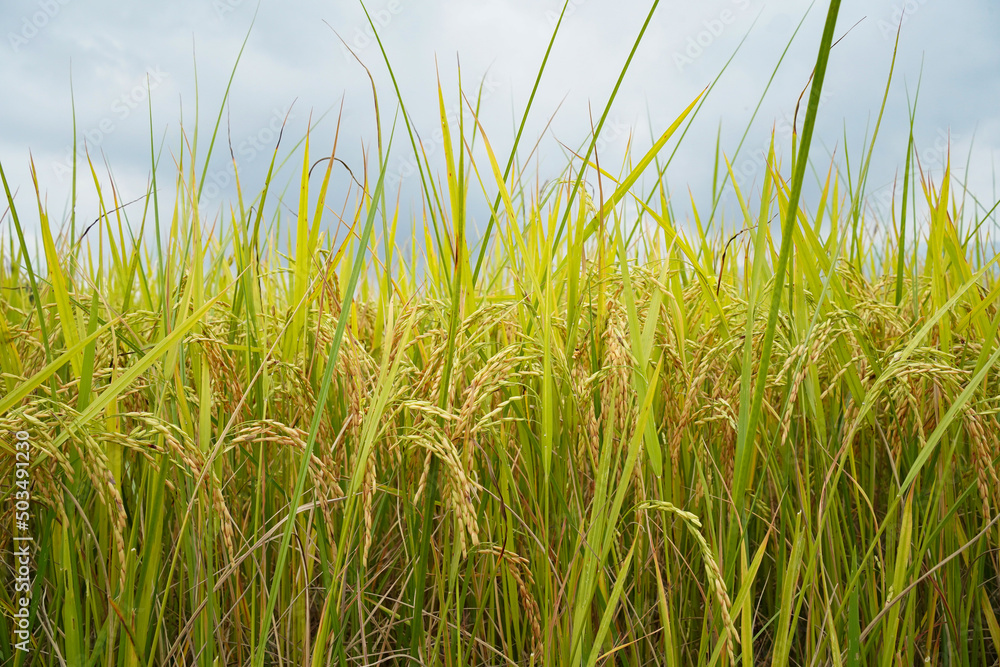 Golden rice field in the morning light, at Thailand.