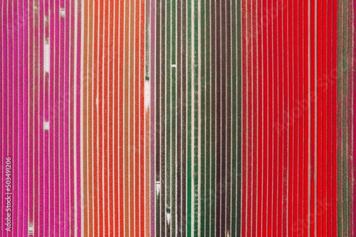 Aerial view of the colorful tulip fields in Keukenhof, Lisse at sunrise in Netherlands