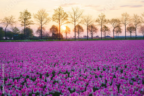 Wallpaper Mural Sunrise landscapes of a pink tulip field in Keukenhof, Lisse at sunrise in Netherlands Torontodigital.ca