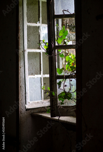 very old wooden window with ivy sprouting through it photo