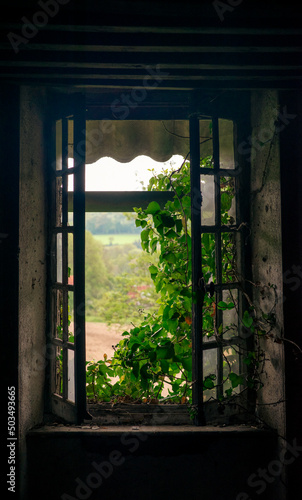 very old wooden window with ivy sprouting through it photo