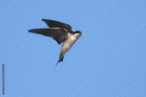 balestruccio (Delichon urbicum) in volo su sfondo cielo blu,silhouette primo piano
