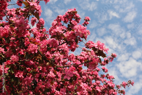 Spring cherry blossom photo