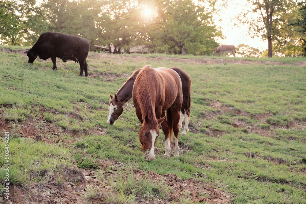 Fototapeta premium Horses grazing on hill of Texas landscape during sunset in spring season.