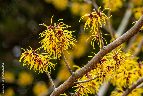 Witch hazel that yellow beautiful flowers bloom early spring. photo