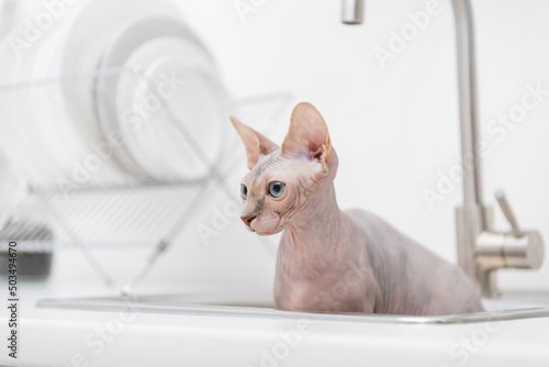 Hairless sphynx cat looking away from blurred sink in kitchen.