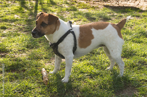 Small Jack Russell Terrier standing in a dog park at a campground in Swannanoa, North Carolina, USA photo