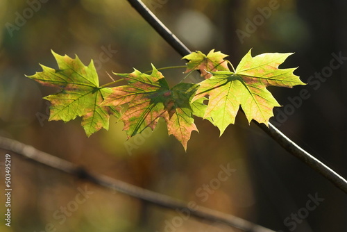 Wallpaper Mural Ein Ast mit wenige gelbgrüne Blätter und orange Flecken die von dem Sonnenlicht durchleuchtet werden. Torontodigital.ca
