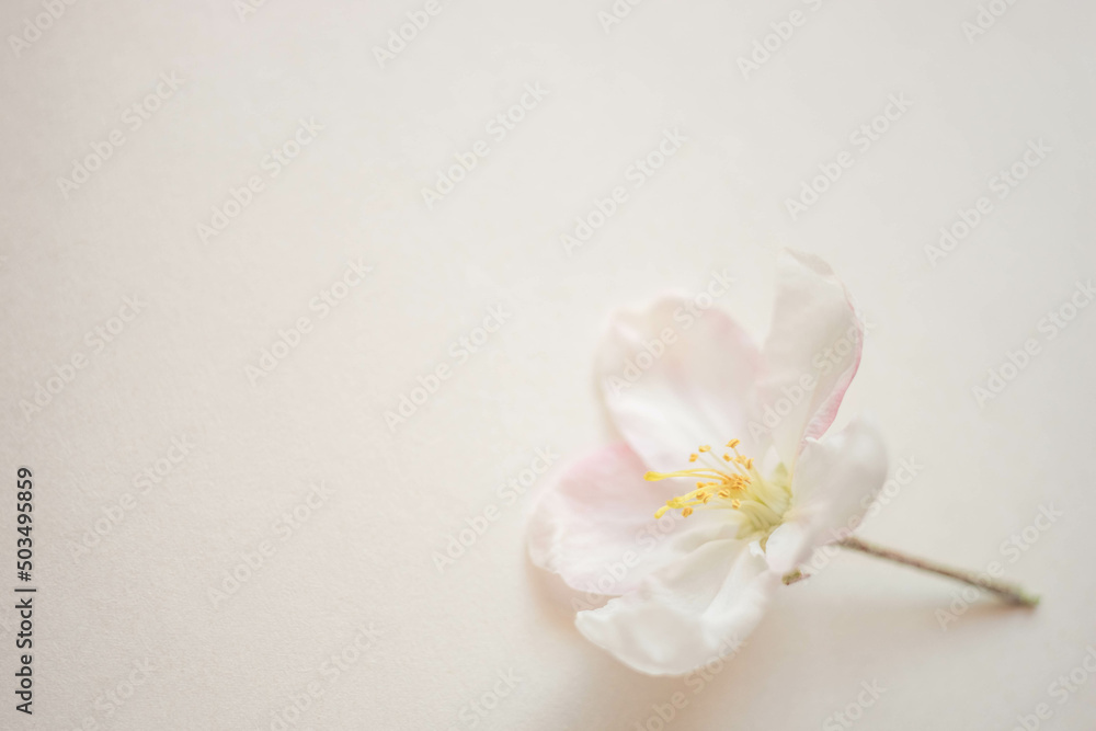 Floral art card. Beautiful white fresh flower of apple tree on creamy paper. Floral art card. Beautiful white fresh flower of apple tree on creamy paper.