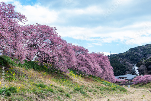 Bild auf Leinwand Beautiful Kawazu cherry blossoms in early spring in Japan.